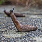 slug-nature-snail-mollusc-158158